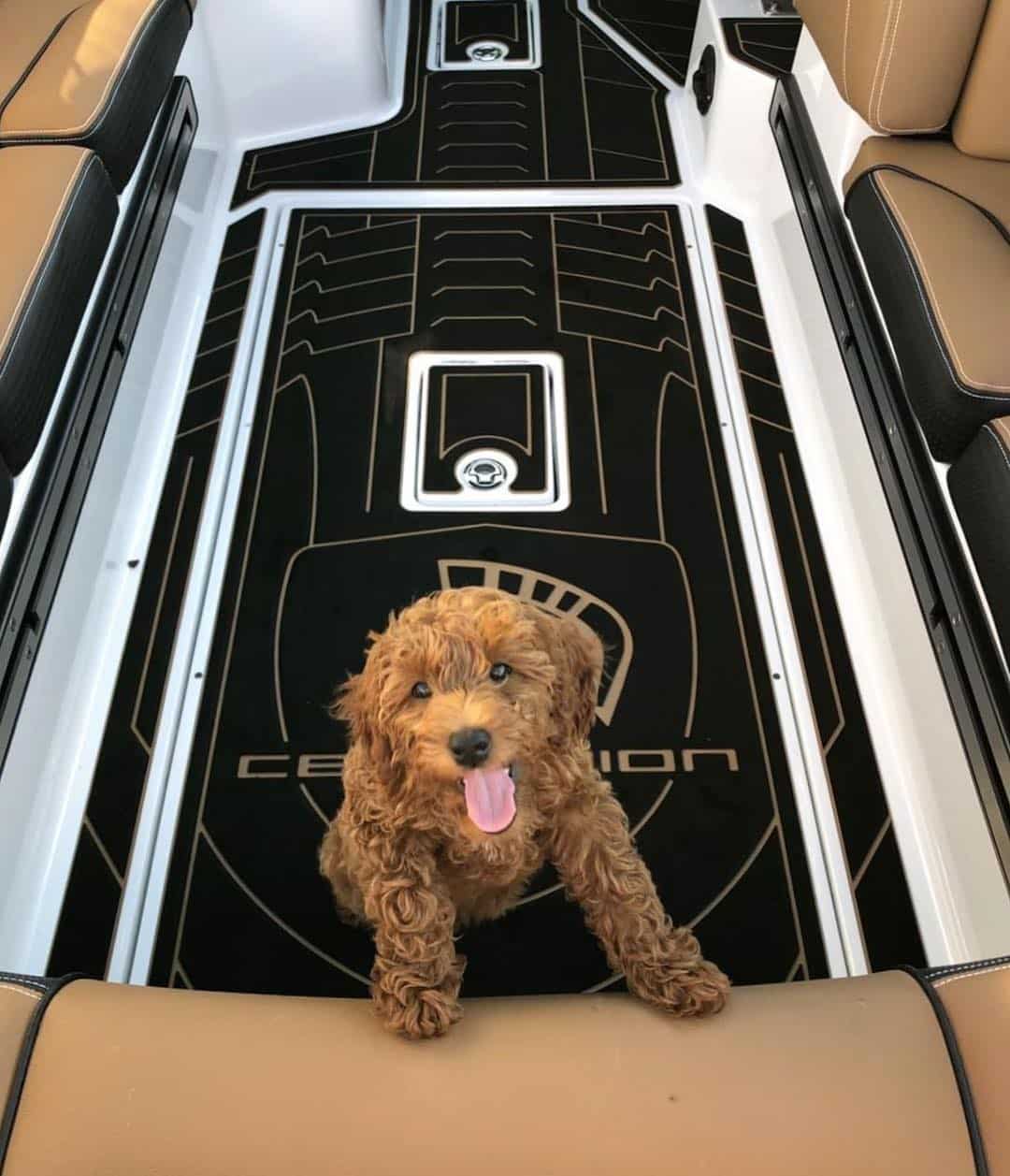gatorstep centurion wake boat flooring decking black tan gold dog